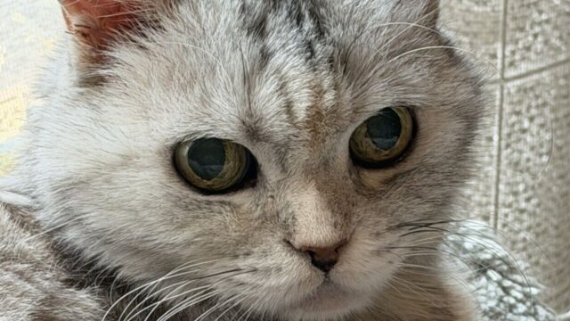 純血種の壁を越えて…スコティッシュフォールドの愛猫が20歳に！「奇跡の長寿」に隠された家族の愛