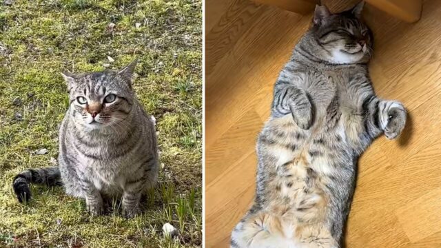8年間、外で生きてきた猫を迎えた初老夫婦　「大丈夫だよ」と声をかけ続けた2日後に見せた姿