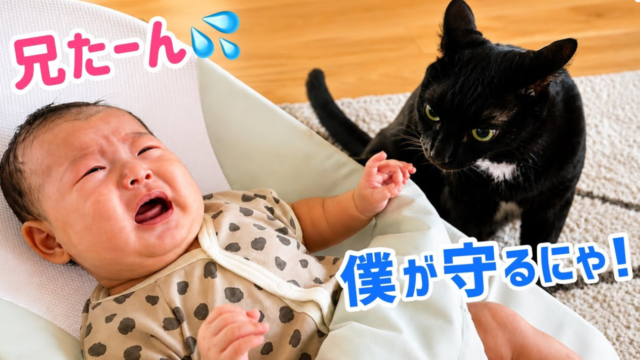 赤ちゃんが泣けば、しっぽでトントン。2年間ずっと弟を見守るイクメン兄猫の深い愛