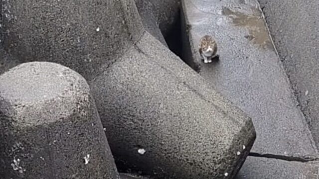 「あの子を絶対に救う」 野良猫の口に釣り針が… 3年間通い続けた投稿者さんが起こした保護ストーリー