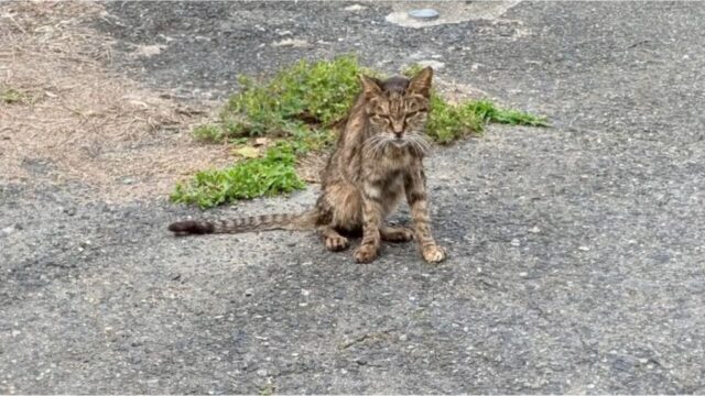 後追いし続けたガリガリの野良猫。体重わずか1.9kgの老猫が命懸けで掴み取った未来