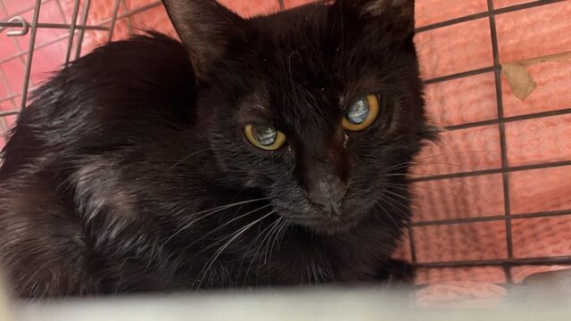 緊急レスキュー！ゴミを漁って生きていたガリガリの黒猫…保護主さんが涙した新しいおうちでの寝姿