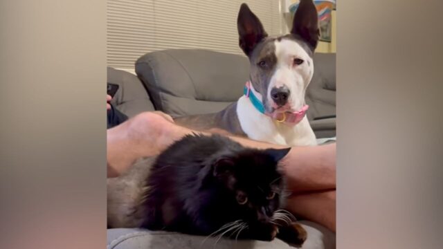 生まれつき脊椎が短い黒猫 猫同士では上手くいかなかった子を「仲間」と認めた先住犬たち