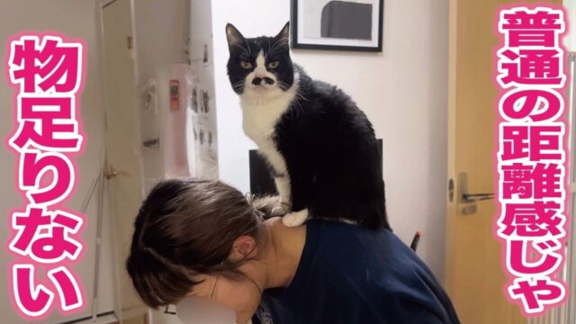 抱っこ、密着、肩乗り、そして背後霊ごっこ…飼い主が大好きすぎる猫の“距離感バグり”な日常