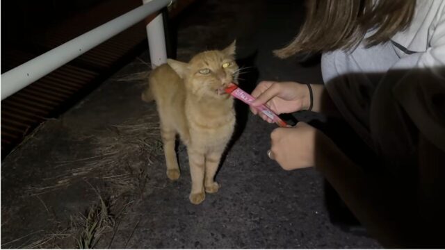 「車通りが多く、すぐ側には崖が……」買い物帰りにじっと見つめてきた野良猫　夫婦が保護を決断