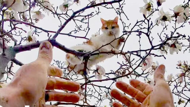 「降りておいで」の呼びかけが裏目に…！パニックになった猫　土砂降りの中で迎えた救出劇