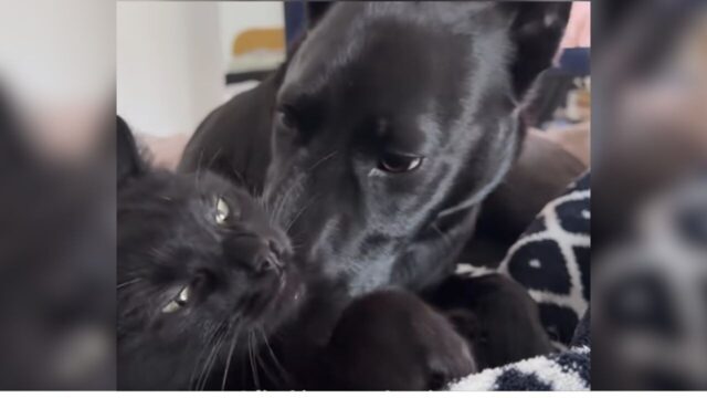 猫が大好きすぎるワンちゃん、まさかの甘噛み！　「トウモロコシを食べてるみたい」な光景にほっこり