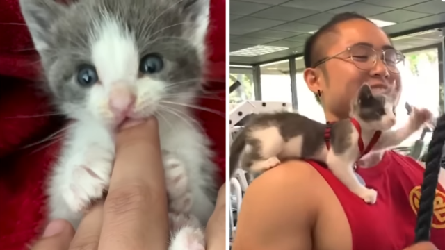 ねこナビ｜猫専門メディア