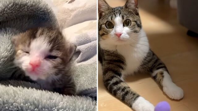 ねこナビ｜猫専門メディア