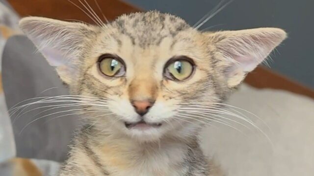「目を閉じられないのに、目薬はいらない」2つの病気を抱える猫　預かり主が知った“不思議な体の仕組み”