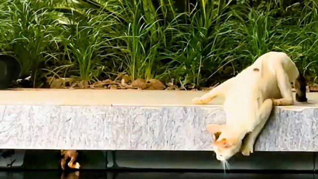 「うちの子を助けて…！」 池に落ちた子猫を救いたい母猫の必死なSOS