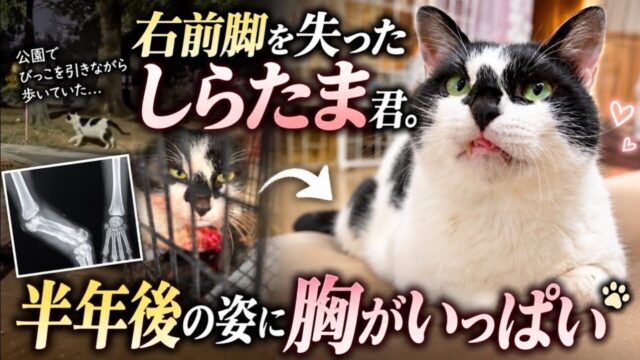公園で足を引きずっていた野良猫　断脚手術を乗り越えた半年後の姿に「幸せになってね」