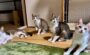 泥猫シェルター 泥猫倶楽部