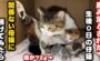 生まれたての子猫 保護