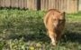 シニア猫 保護