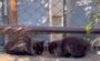 公園 保護猫