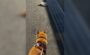 柴犬 子猫