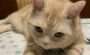 馬尾症候群 猫