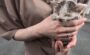 下水管　子猫　保護